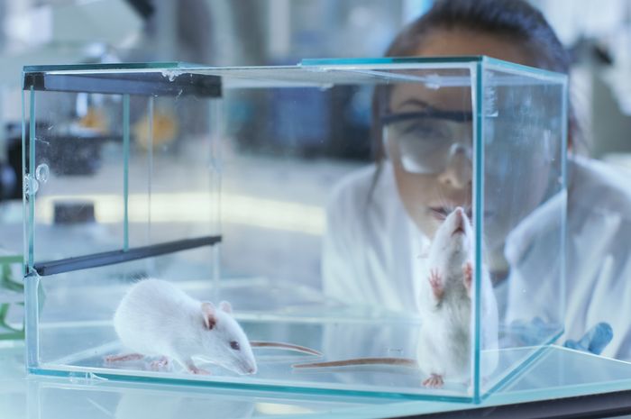Tahukah Kamu Mengapa Percobaan Medis Sering Memakai Tikus?