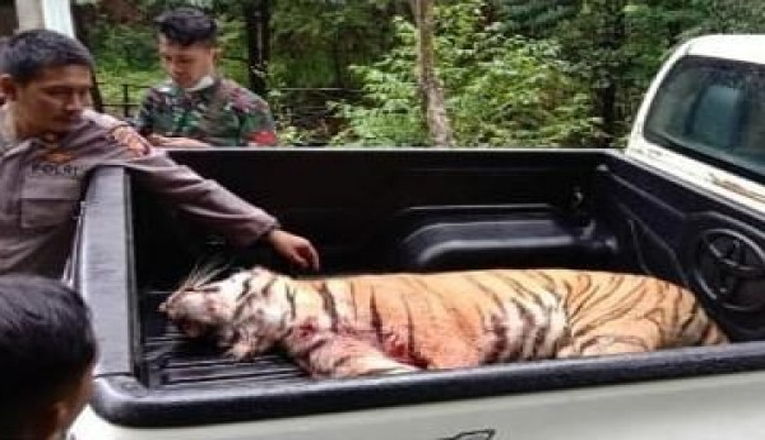 Harimau Lepas Sinka Zoo Sudah Berhasil Ditangkap