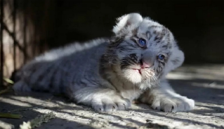 Bayi Harimau Putih Tewas Diduga Terjangkit Covid-19