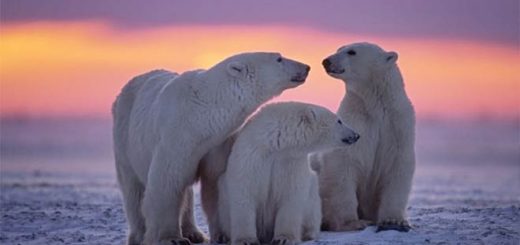 Mamalia darat terbesar dan tercerdas yang hampir punah,siapakah predator darat yang terbesar di Bumi Menurut Polar Bears International PBI