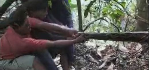 Warga di Kabupaten Bone Sulawesi Selatan membunuh seekor ular piton sepanjang 7 meter usai memangsa seekor babi liar.